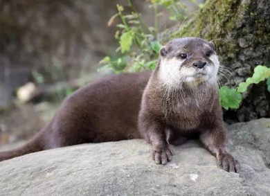 Loutre