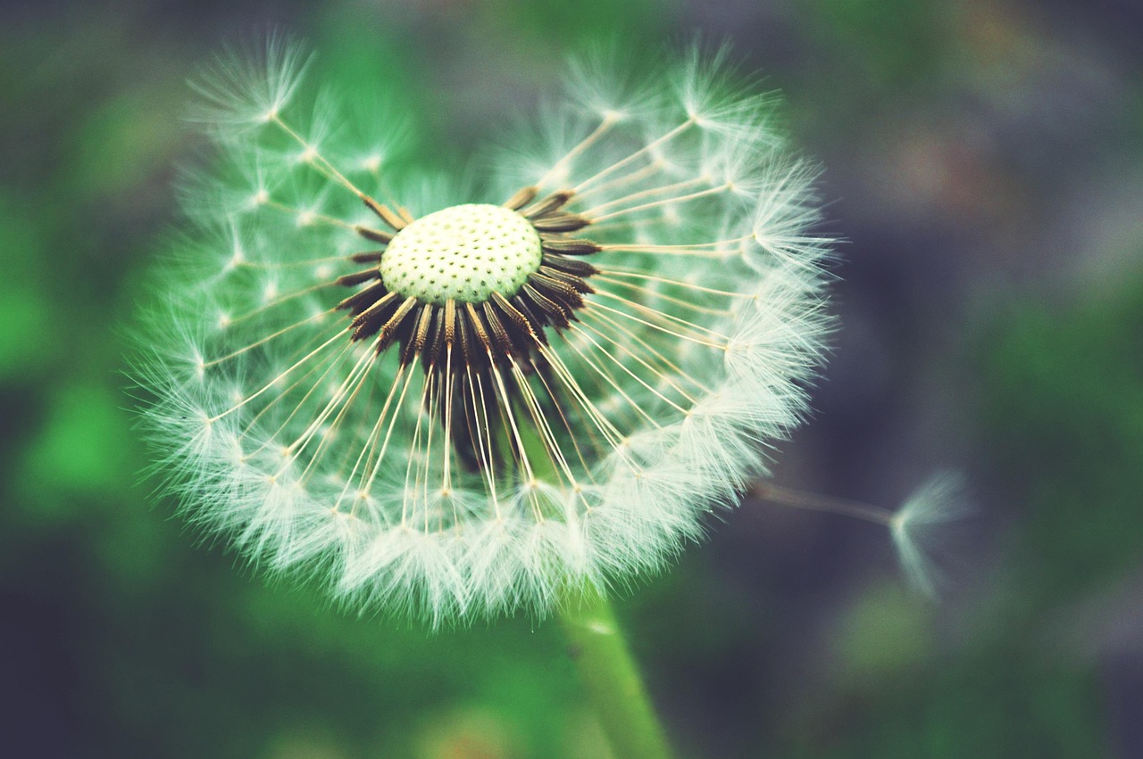 Image by Raissa from Pixabay